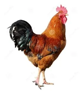 
collagen peptides powder/ chicken chest cartilage type II collagen peptides/collagen peptides protein 