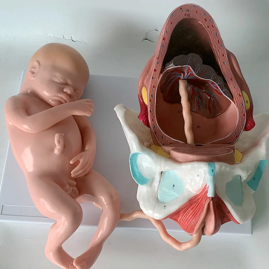 Detachable Anatomical Model of Full-Term Fetal Delivery Neonatal Process