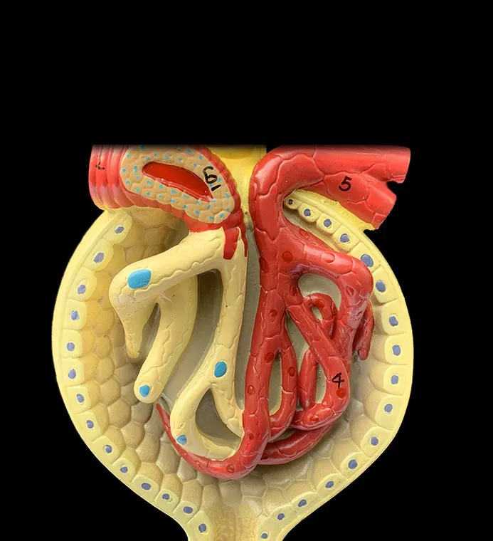 Medical science teaching resources human anatomy Anatomical Human Organs Kidney Nephron And Glomerulus Model