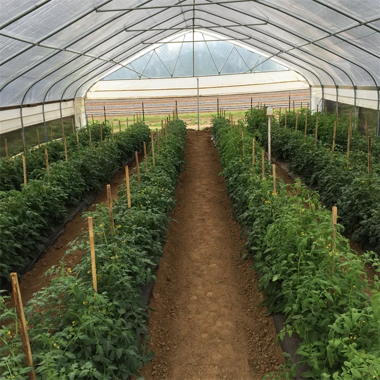 single tunnel tomato fruit flower green house 8x30 meter low tunnel serre agricole m greenhouse for sale