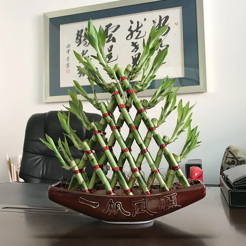 
Indoor boat shaped lucky bambooSubtropics Climate air bonsai 