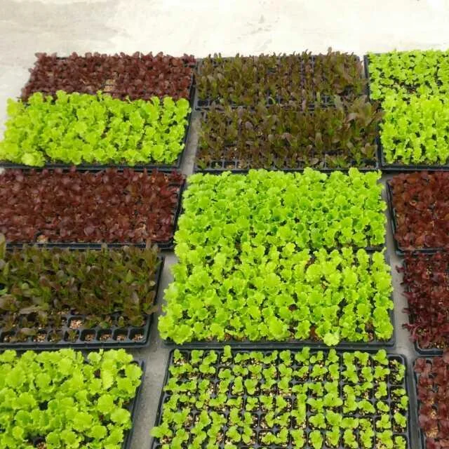 China factory strawberry seedling starting trays seedling tray kit