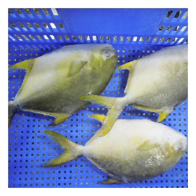 Fast Shipment Frozen Whole Round Golden Pompano Fish from China