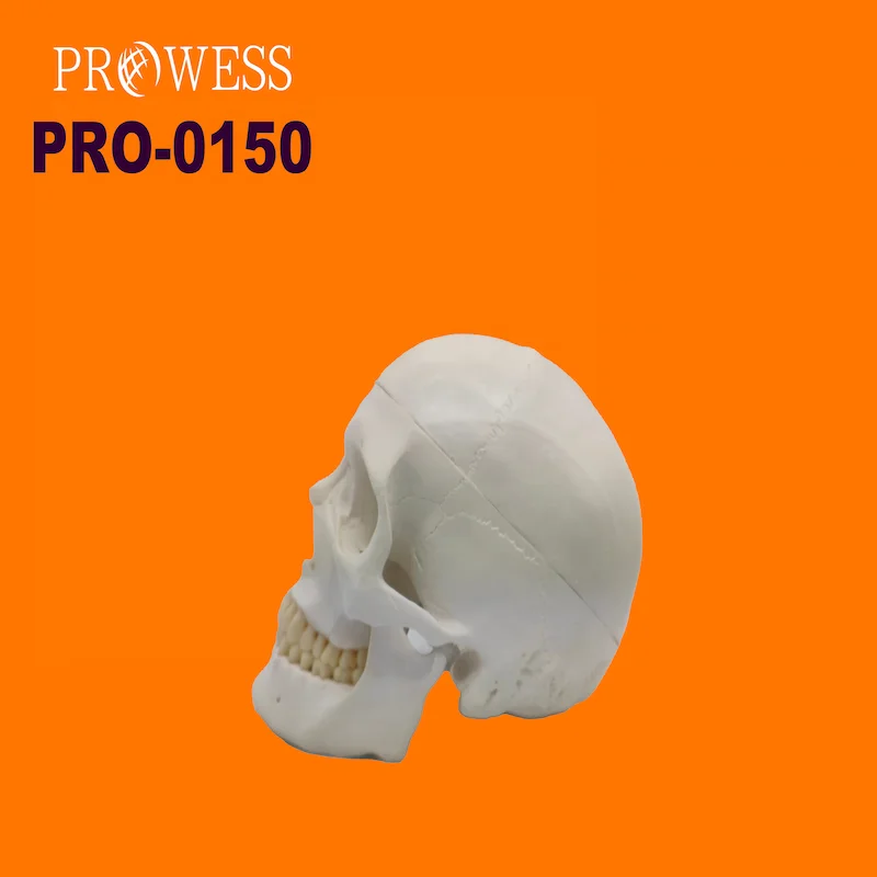 PRO-0150 Hot sale human brain and skull halloween with cervical vertebra anatomical model