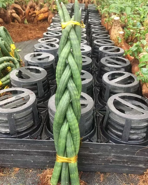 
 5 плетеных Sansevieria cylindrica для оптовой продажи  