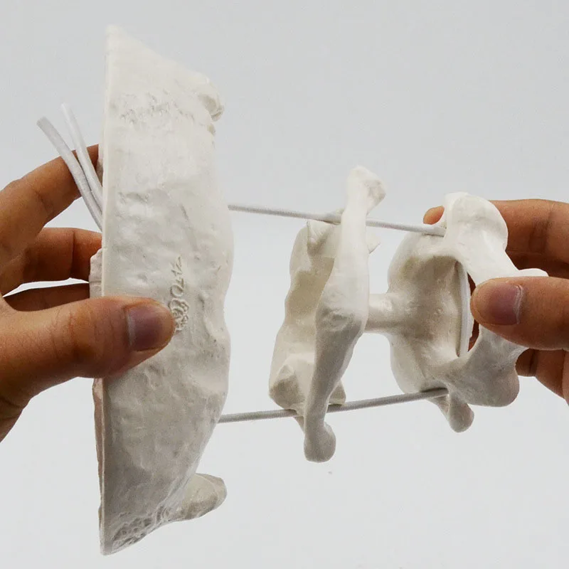 Detachable Human Occipital Bone Medical Anatomy Model With Atlas And Cardinal Vertebrae