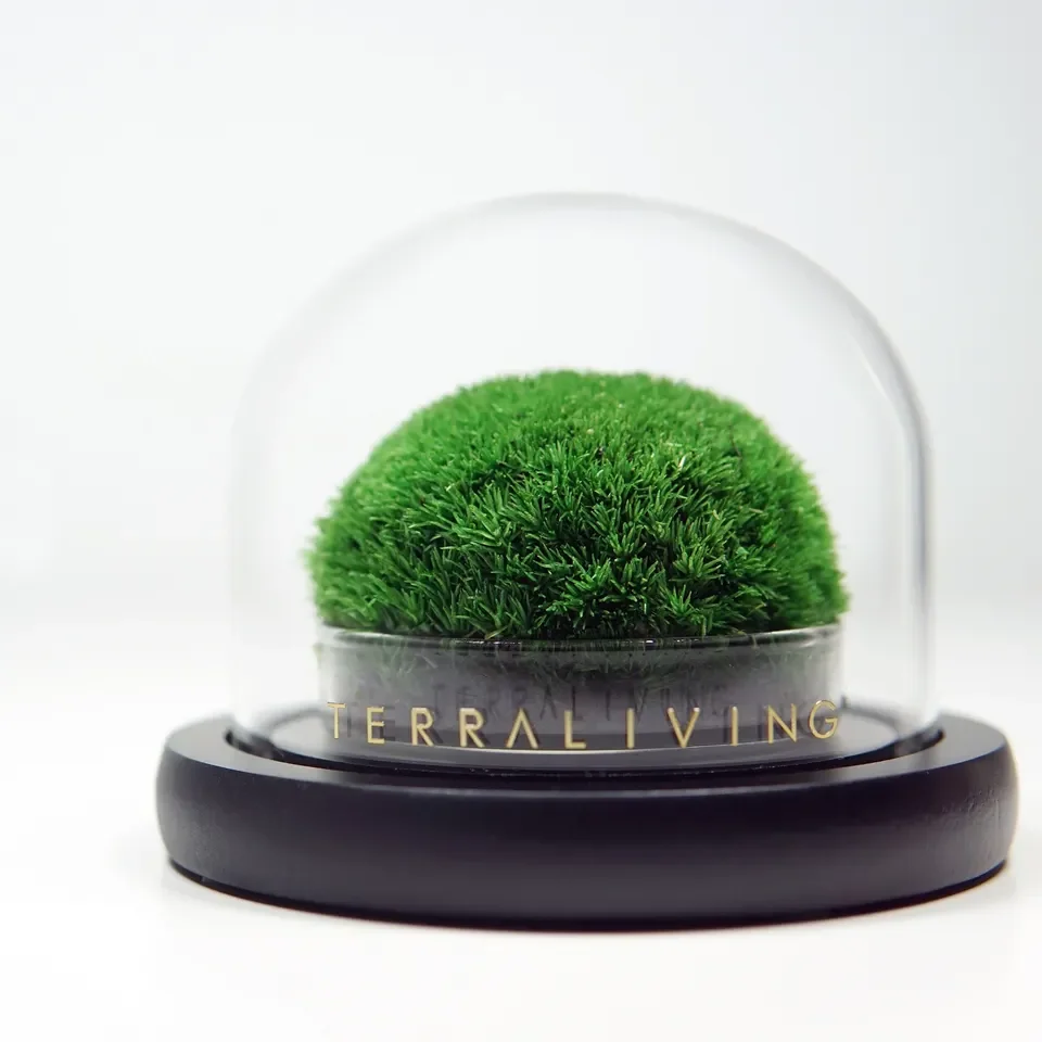 Wholesales Preserved Artificial Stabilized Reindeer Moss In Clear Glass Dome Natural Decor