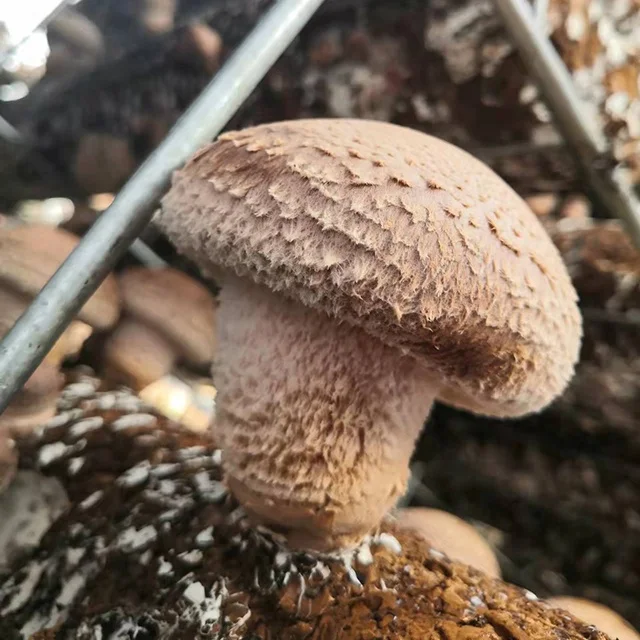 welcomed in Japan shiitake mushroom spawn substrate