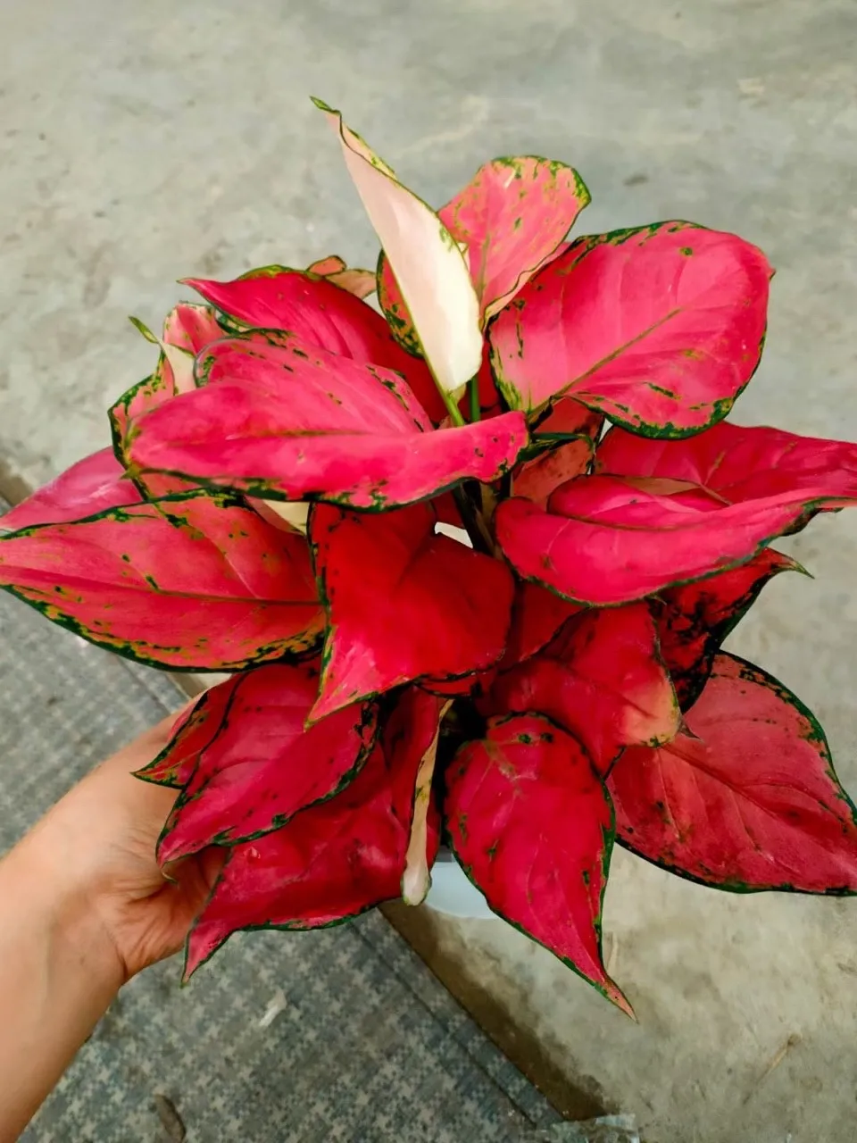 
Geely Red Aglaonema live plant direct from supplier 