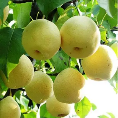 Liyuan exports a large number of fresh tribute pears, high quality and low price