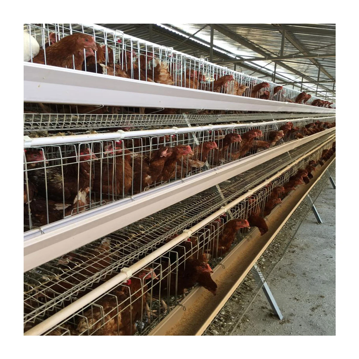 Semi Automatic Chicken Raising Equipment Layer Hens Cage System For Poultry Farm