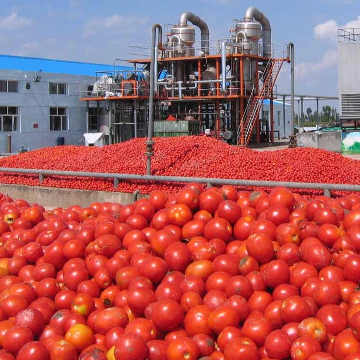 KINGWISH Factory Turnkey project tomato pulp puree jam processing line from A to Z/tomato paste plant