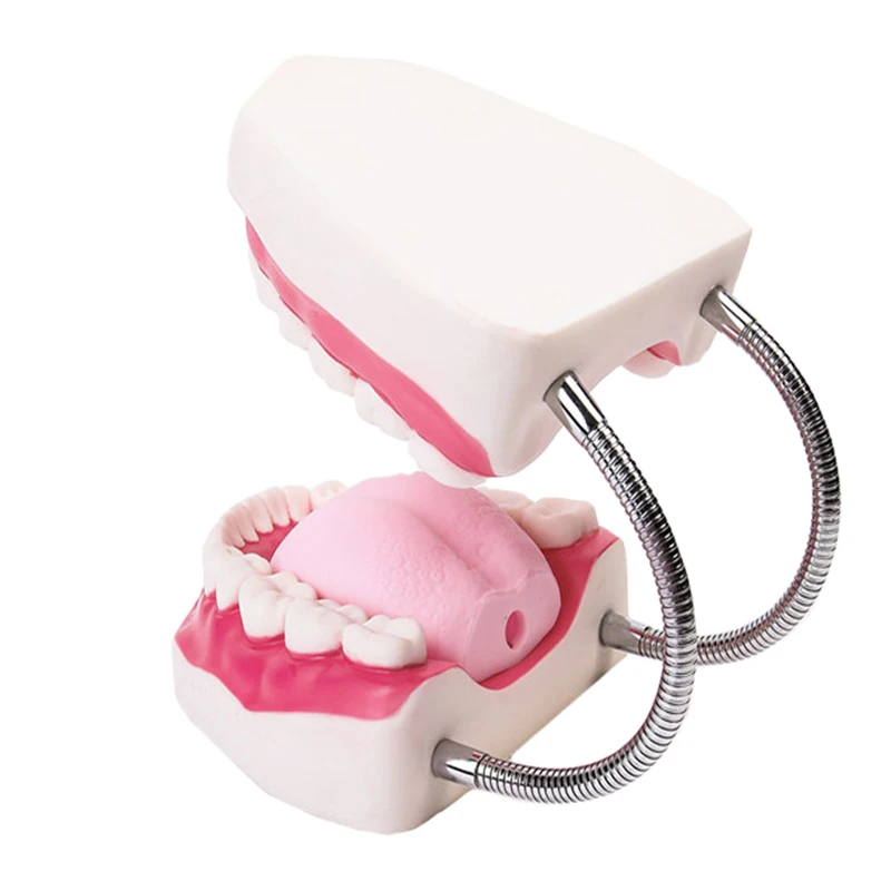 Kindergarten Medical Teaching Used Children Brush Teeth Toy Dental Care Model