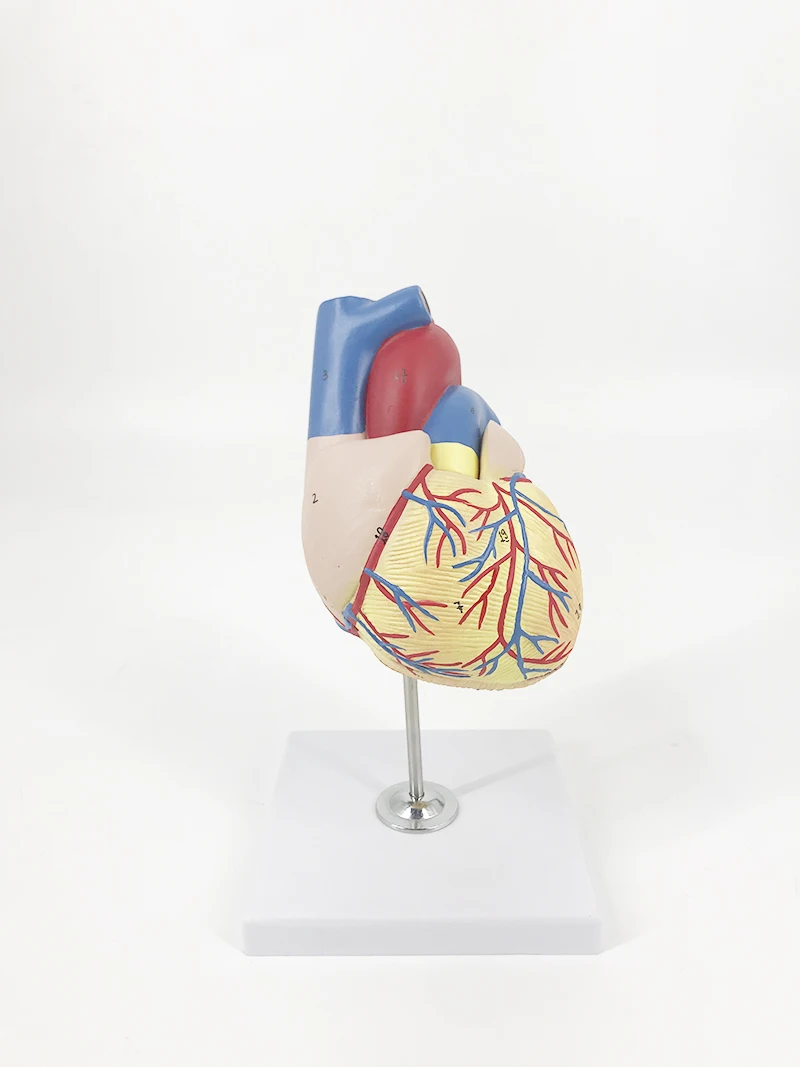 YA/C022 Heart model, life size, 2 parts
