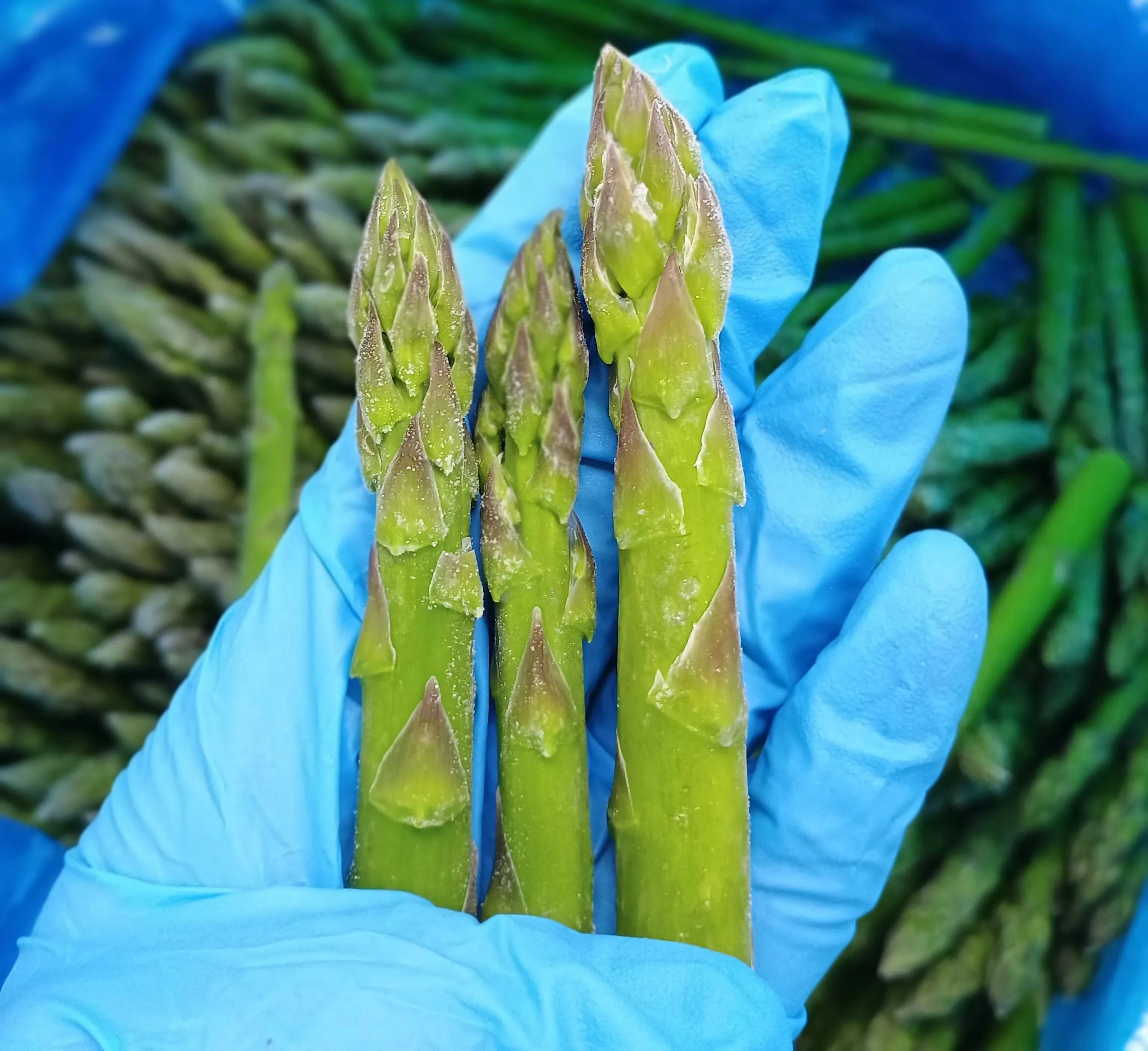 China High Quality Fresh Vegetables Frozen Asparagus Price