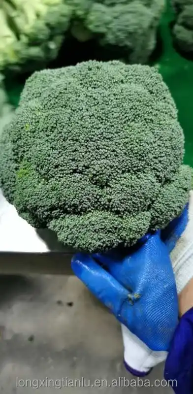 
Broccoli Green With Lower Price Direct sale In large quantities 