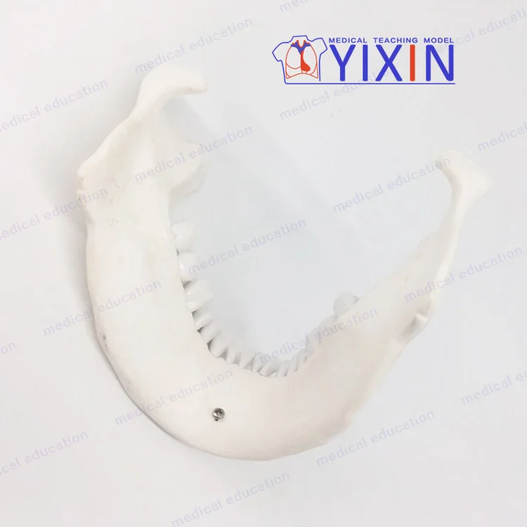 YIXIN/ Customizable lower jaw model with tooth for education training,dental tooth model