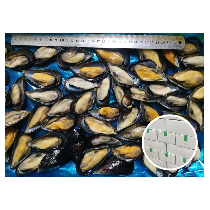 Import Export Frozen Seafood Half Shell Mussels in Shellfish 8-10cm