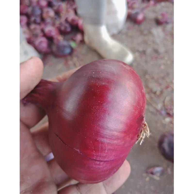 Египетский свежий овощ, свежий лук, оптовый продавец овощей на экспорт