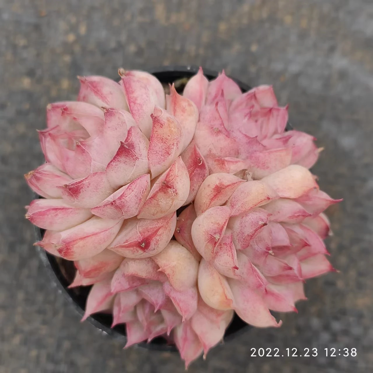 MMY171 Echeveria Fat Sea Private Ordering  Faux succulent plants In Pots Decorative Simulation Succulents