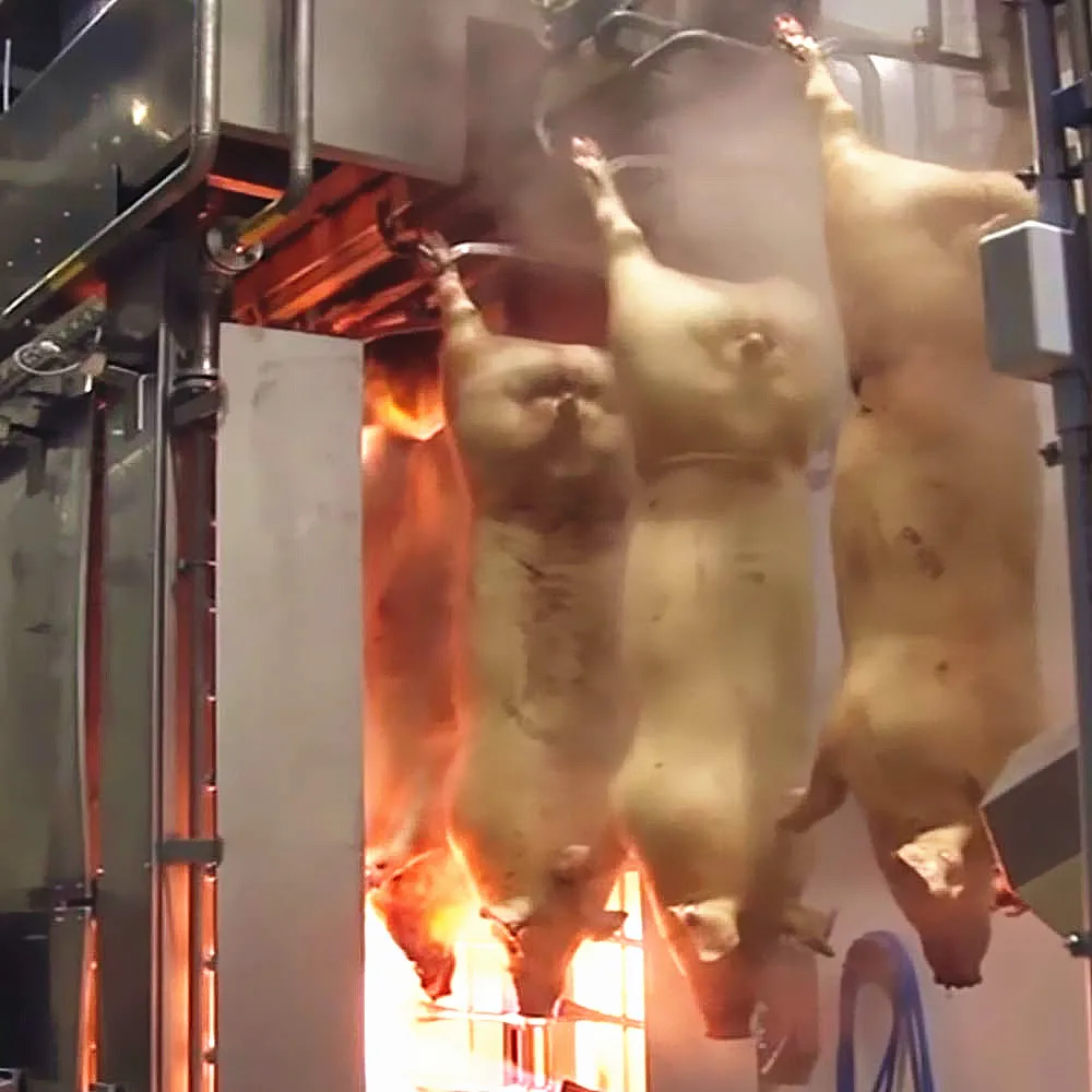 New Pig Slaughter Line for Swine Slaughterhouse Equipment with Hog Soar Band Saw