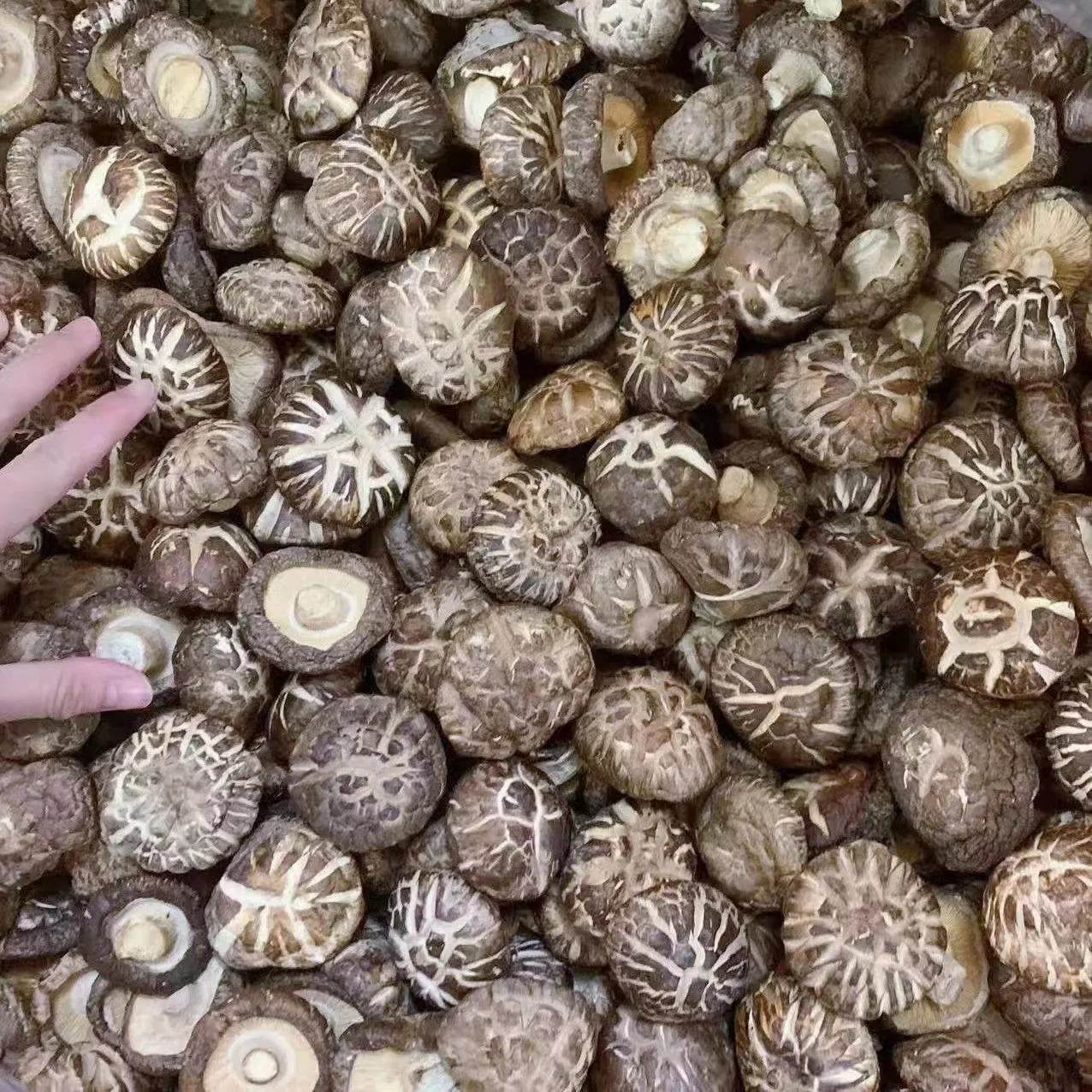 Xtong food Export Dehydrated Shiitake Mushrooms Wholesale Bulk Brown Button Mushrooms