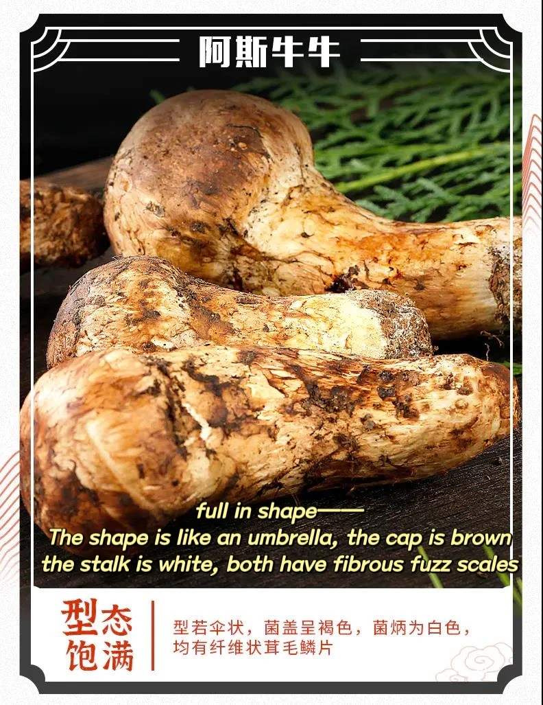Nature wild Tricholoma matsutake white pine mushroom mushrooms for cooking SongRong for wholesale