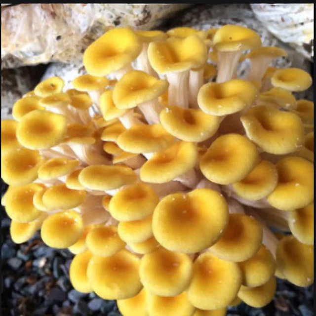 
Fresh Yellow Oyster Mushroom/Yellow oyster mushroom Spawn cultivation for sale 