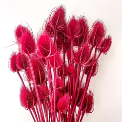 DIY Boho Decoration Wedding Bouquet Natural Wild Common Dried Flowers Native Teasel Thistle Stalks Dipsacus