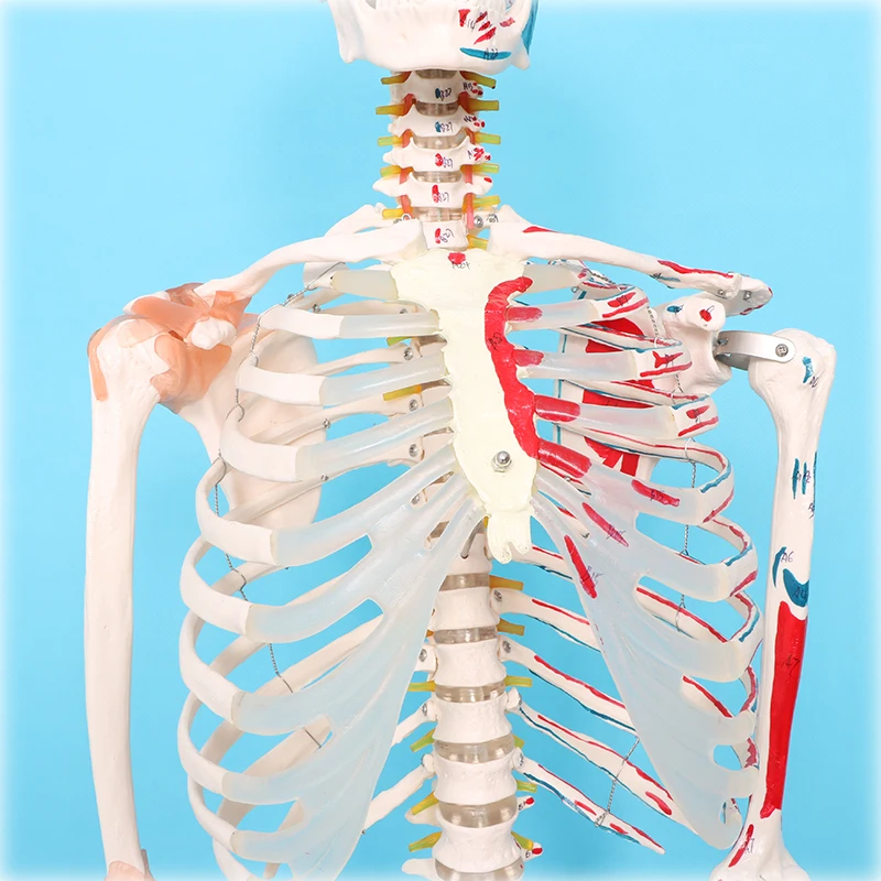 factory Human Skeleton Model Medical anatomy model human skeleton