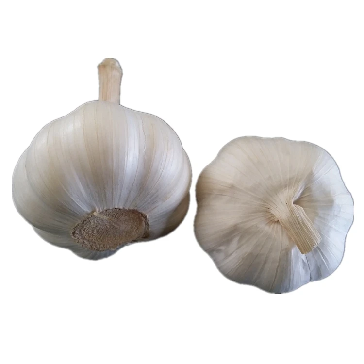 Garlic Price in China Fresh Normal White Origin Type Size Product Place Model hot selling for export