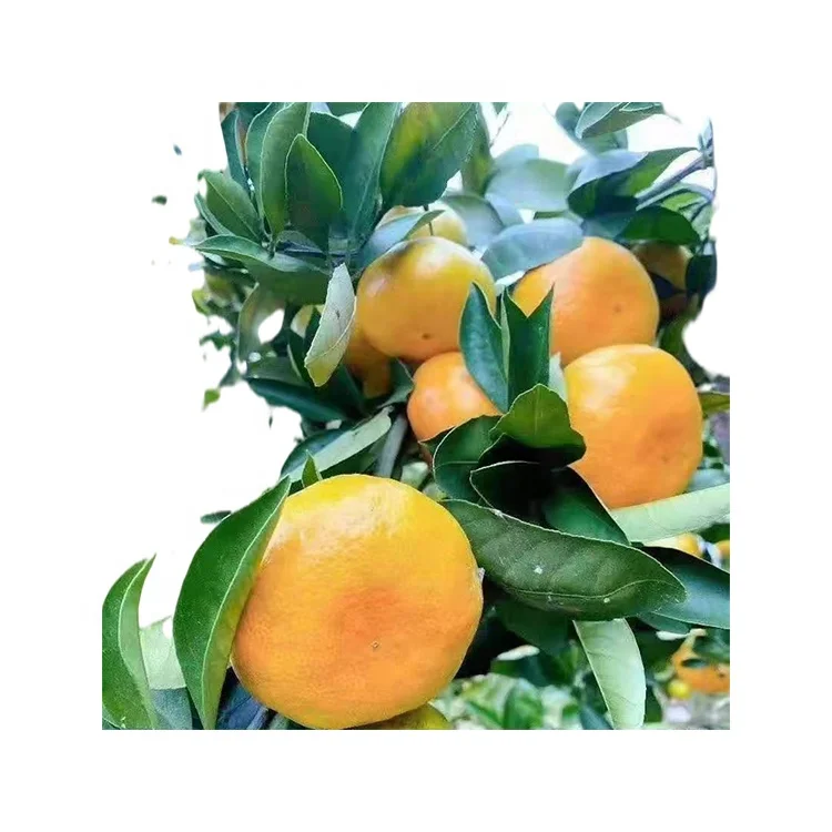 
Cheap Price Fresh Mandarin Citrus Fruit Sweet Delicious Orange For Sale 