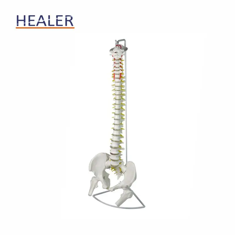 45 cm Vertebrate Model with neuro,human spine model,teaching model