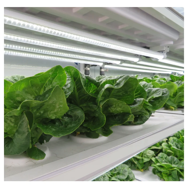 Hydroponics Farm Container Greenhouse Agricultural Grow Container 40 HQ Shipping Container Vertical Farming