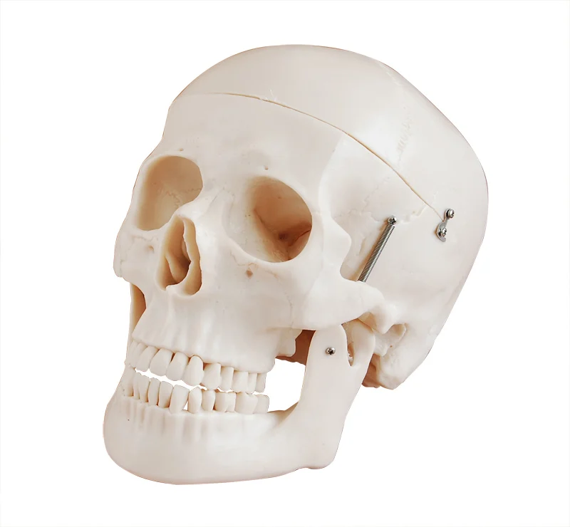 Professional Scientific Educational Medical Anatomical Deluxe Life-Size Human Skull Style D Model