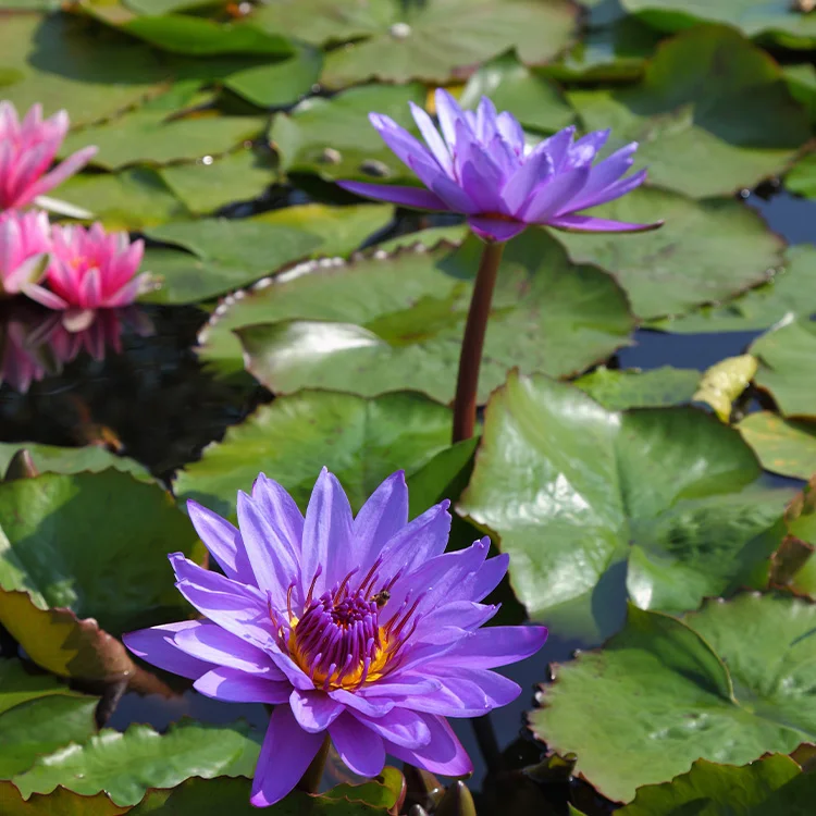 Thailand Bangladesh Egypt Dried  Handmade Herbal Organic Water Lilies 100% EU Food Grade Blue Lotus