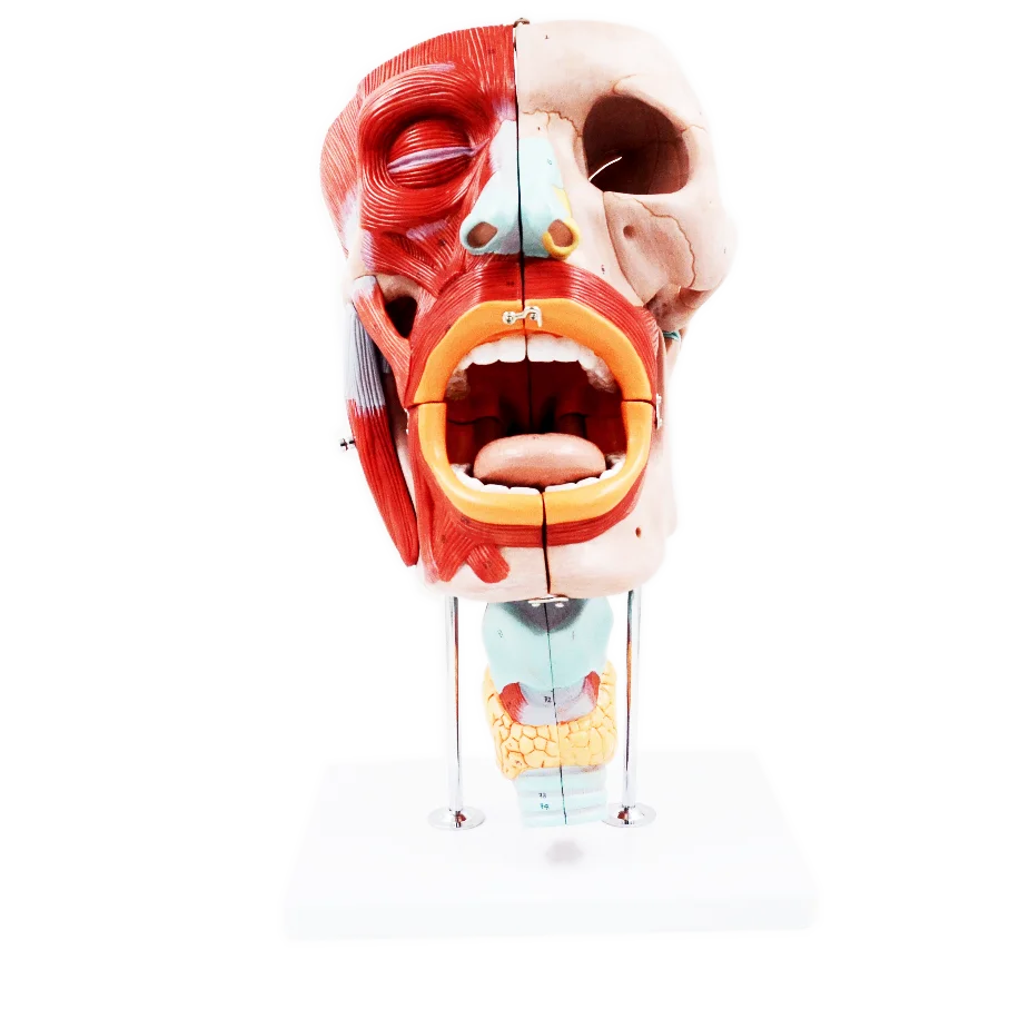 GelsonLab HSBM-480 New Nasal, Oral, Pharynx and Larynx Cavities model, Human Anatomy Teaching Model