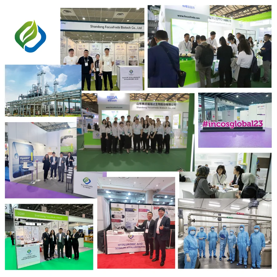 Focuschem Factory Supply Pure Honeysuckle Flower Extract Bulk Chlorogenic Acid Honeysuckle Flower Extract