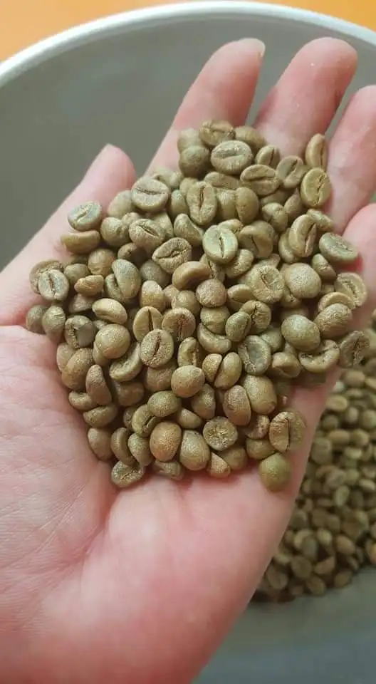 
Best Quality for Export Robusta Coffee Bean Vietnam Wholesales Price Unroasted Robusta coffee beans 