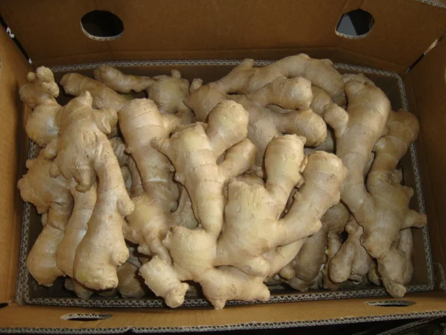 Sinofarm Manufacturer Fresh Air Dry Ginger Supplier Thin Ginger Fat Ginger Fresh in China