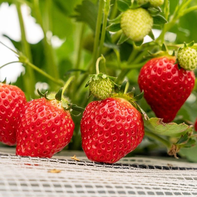 Conical shape fresh berries agricultural technology strawberry farm growing