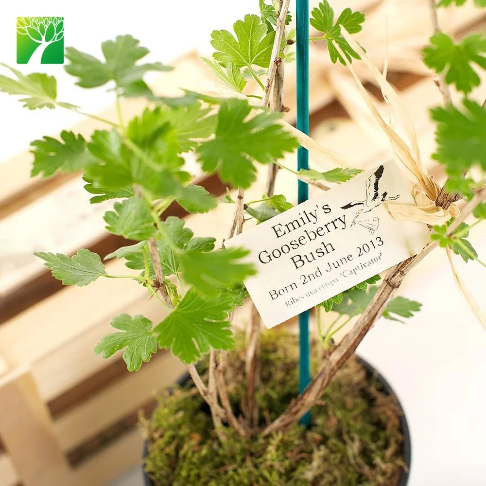 
 Персонализированные праздничные подарки, гусеничный куст, подарок, рассада фруктового дерева по низкой цене  