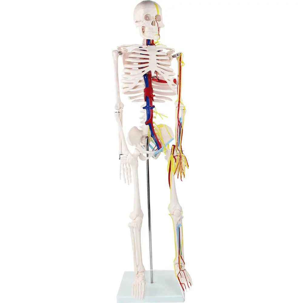 Medical School Teaching Resources Flexible PVC Simulated 85cm Human Skeletal Anatomy Model With Heart Spine Nerves Blood Vessels