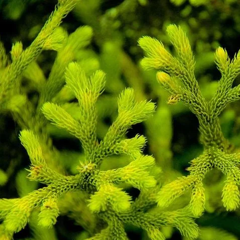 100% Natural Light lycopodium spore Powder