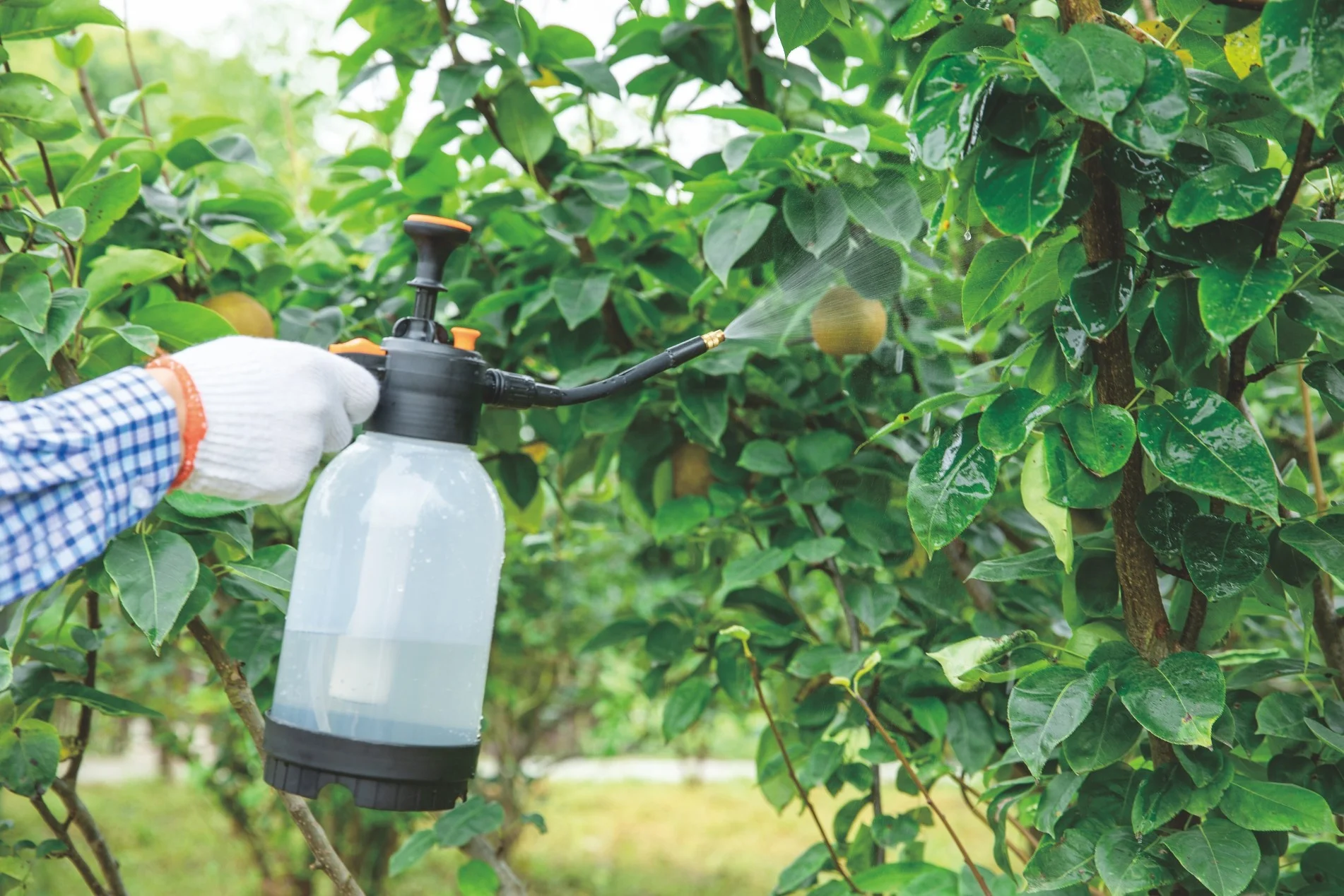 FACTORY SUPPLY 2 LITRE GARDEN SPRAYER