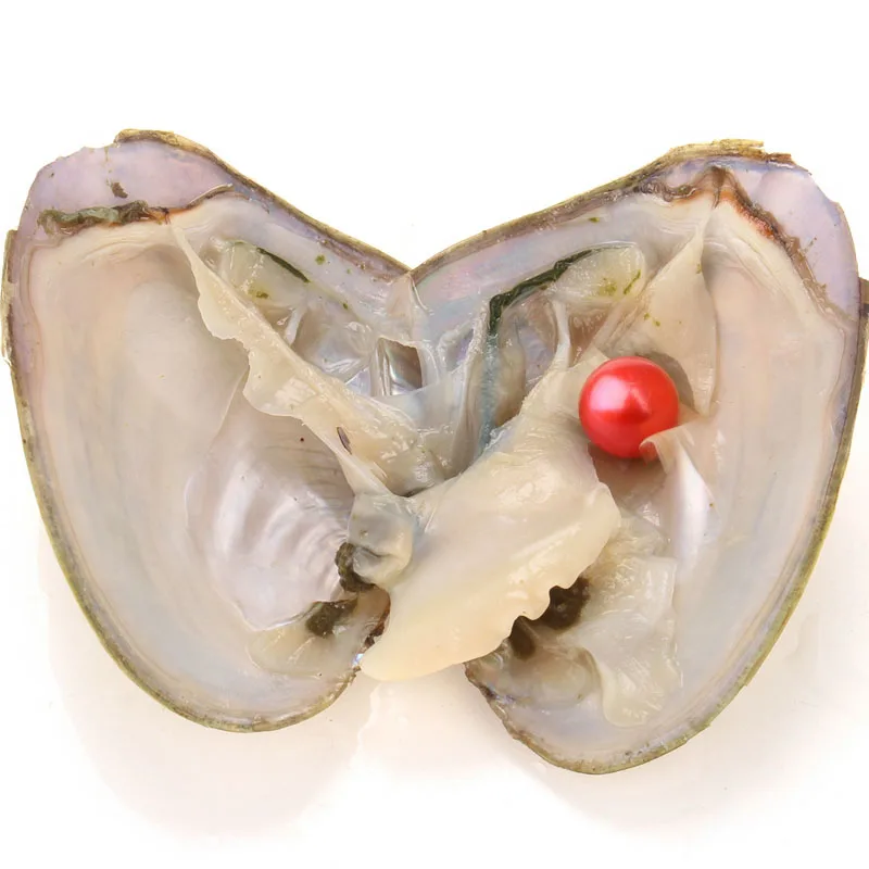 Wholesale  High quality cheap love Akoya shell pearl oyster 6-7mm red gray light blue pearl oyster with vacuum packaging