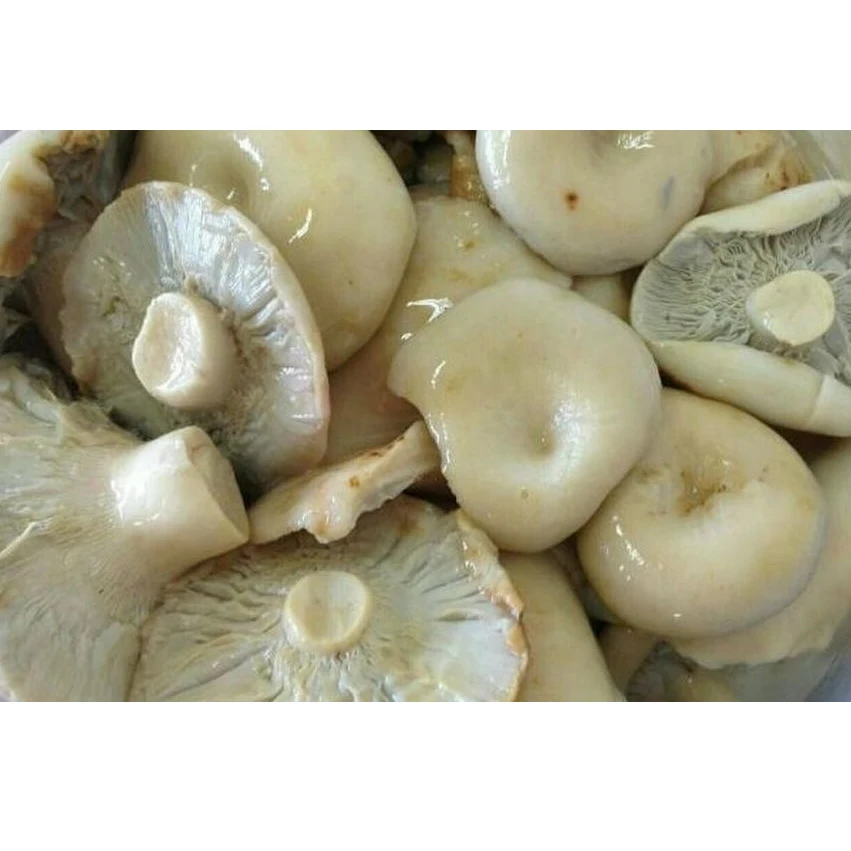 Eco-Friendly Pickles Milk Fungus Weight on Agreement Lactarius Resimus Mushrooms Grown in Clear and Wild Forests
