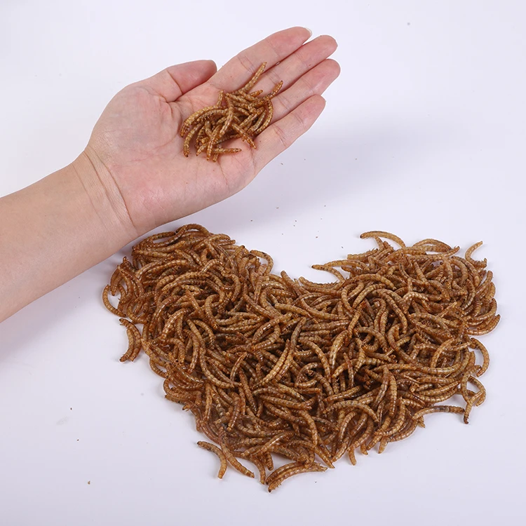 Cheap and high in protein Wholesale Edible Insect Dried Mealworms Insect For map fish, parrot fish