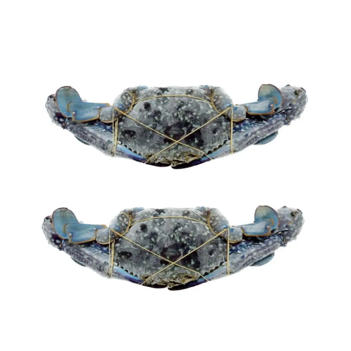 Frozen Whole Round Blue Swimming Crab Portunus Pelagicus Seafood Best Quality from Indonesia