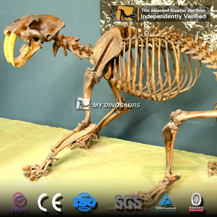 Скелет MY DINO L100 в натуральную величину ископаемый Бегемот для музея